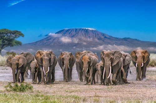 Kenya Wildlife Escape - 7 Nights / 8 Days